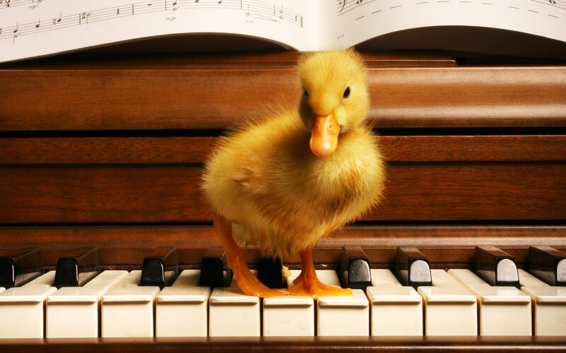 Yellow Duckling on Piano — Calm, Photograph