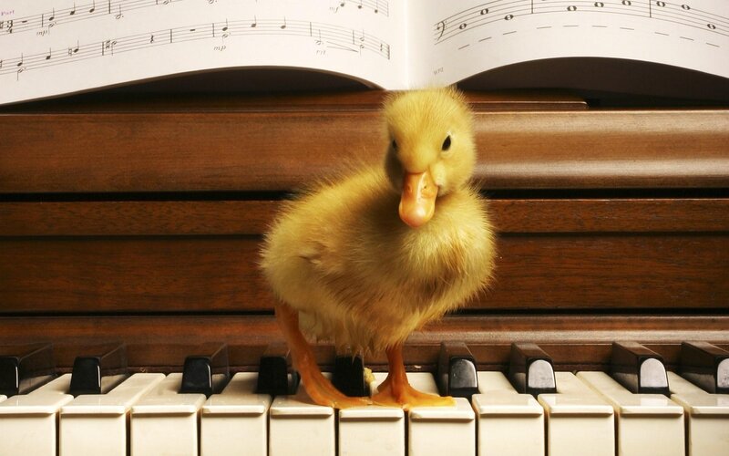 Yellow Duckling on Piano — Calm