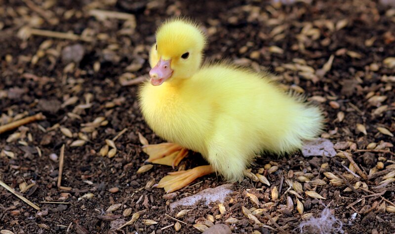 Yellow duckling on soil