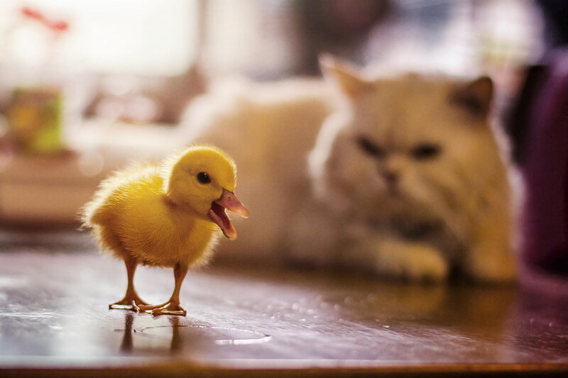 Yellow Duckling on Table
