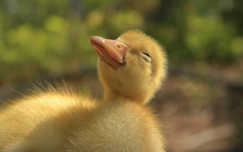 Yellow Duckling — Peaceful