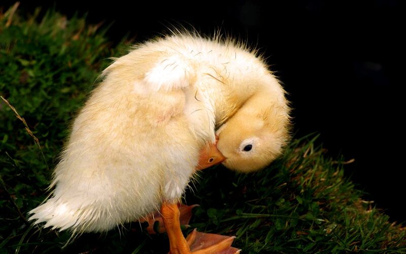 Yellow Duckling Preening