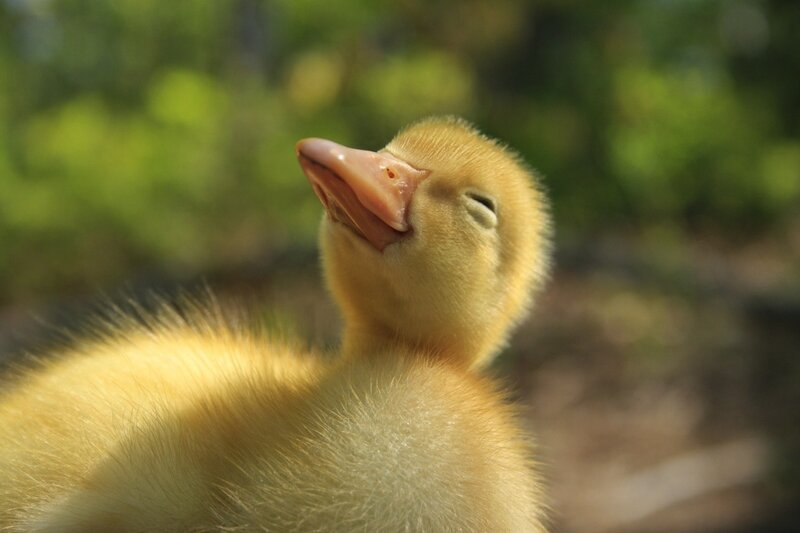 Yellow Duckling — Serene, Afternoon, Photograph