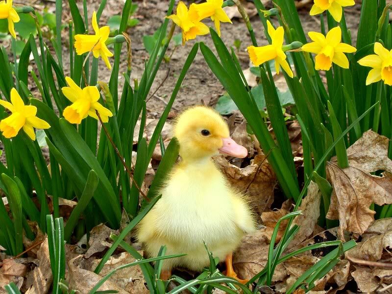Yellow Duckling — Serene