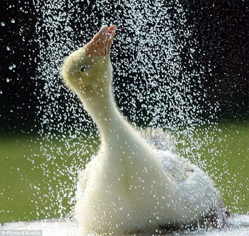 Yellow Duckling Shaking