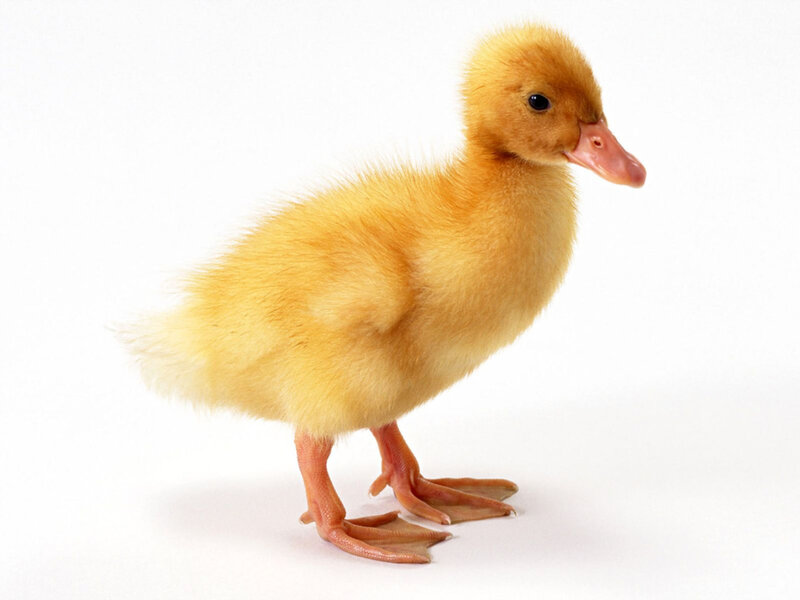yellow duckling standing