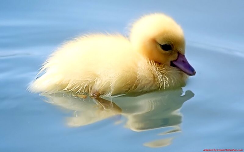 yellow duckling swimming
