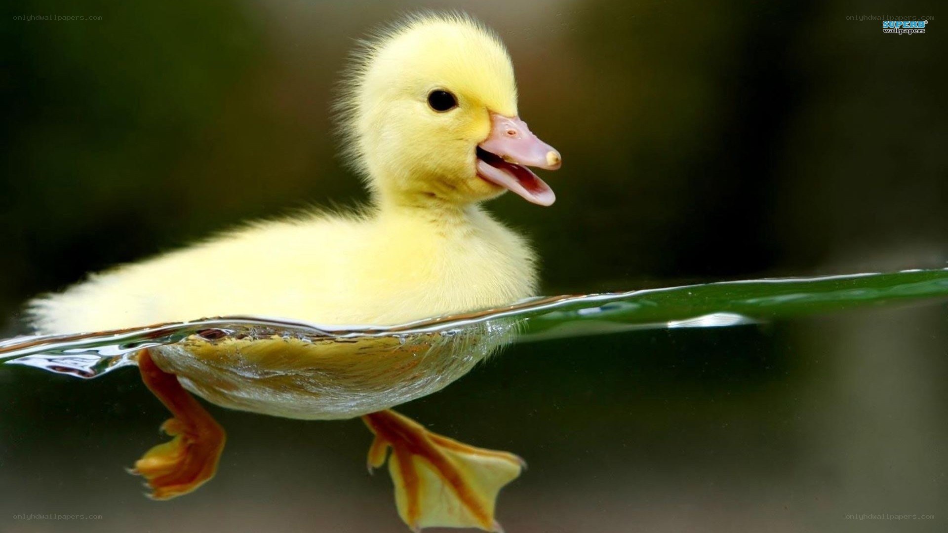 yellow duckling swimming
