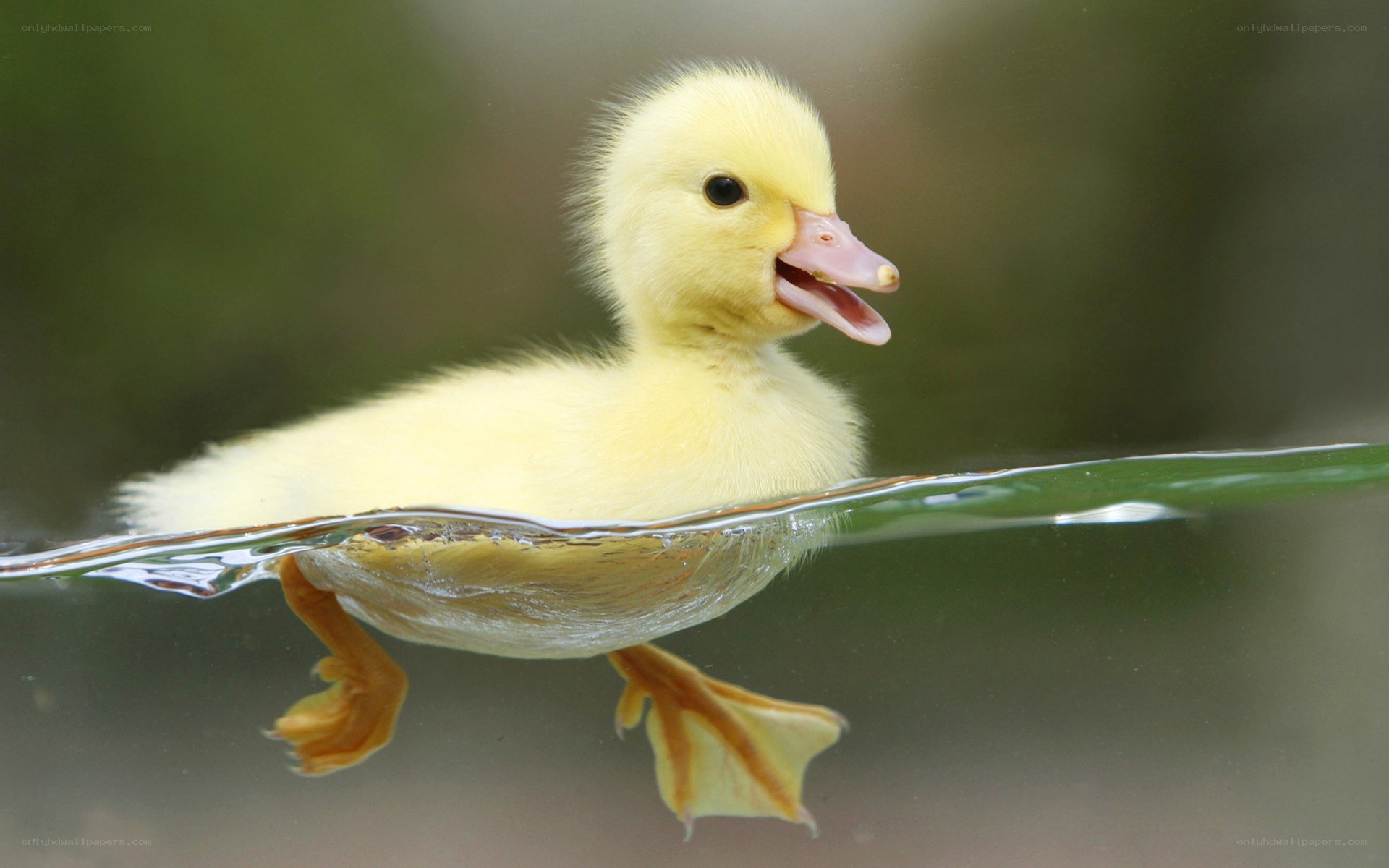 yellow duckling swimming