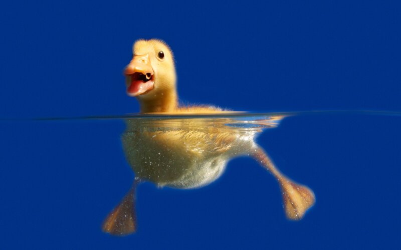 Yellow Duckling Swimming — Blue