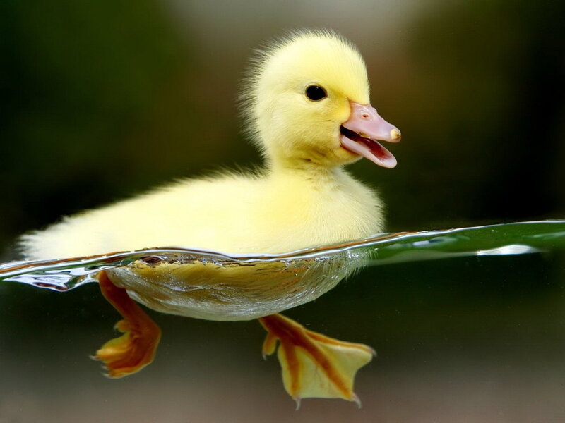 Yellow Duckling Swimming — Calm, Photograph