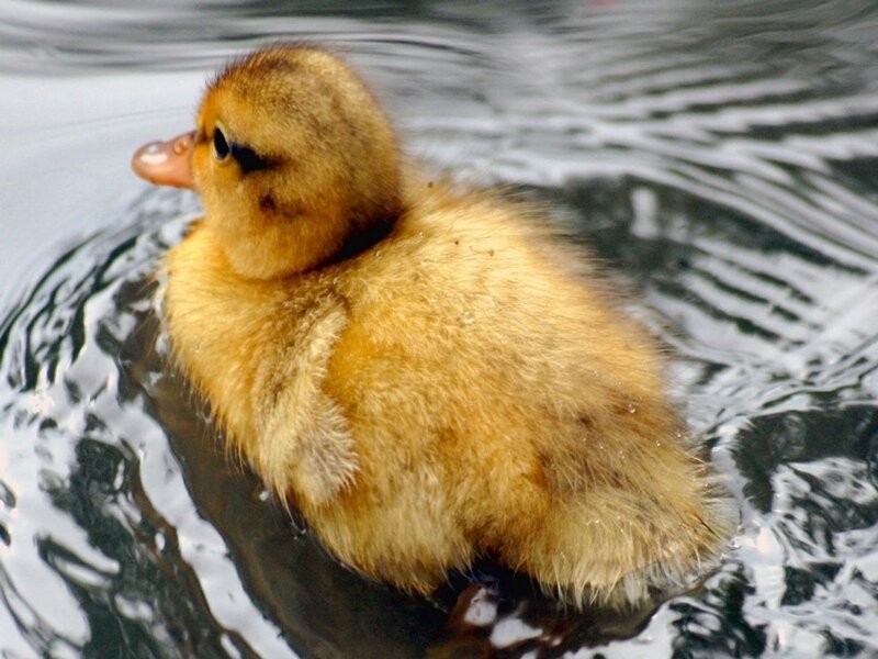 Yellow Duckling Swimming — Calm, Photograph, Water, Brown