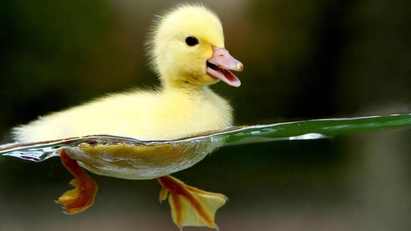 Yellow Duckling Swimming — Calm, Photograph, Water, Duck, Leaf