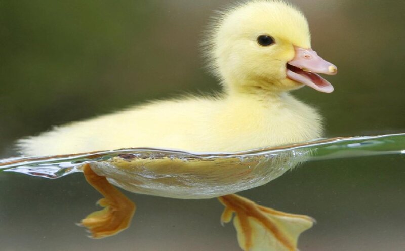 Yellow Duckling Swimming — Calm, Photograph, Water, Duck