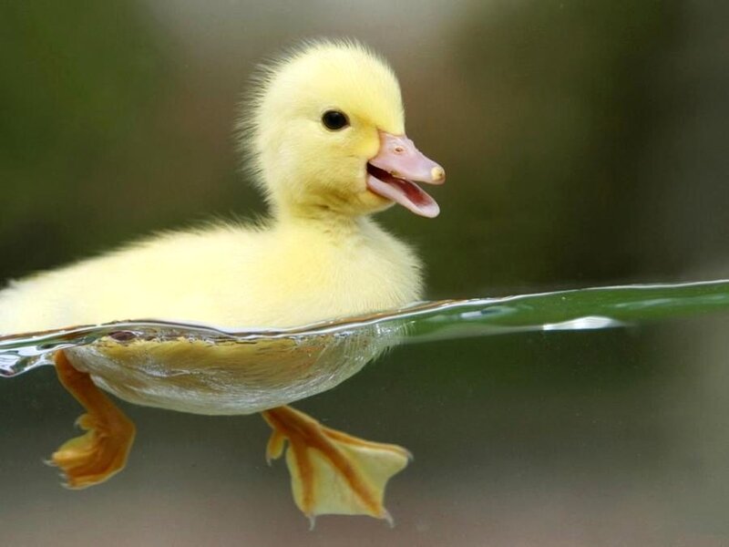 Yellow Duckling Swimming — Calm
