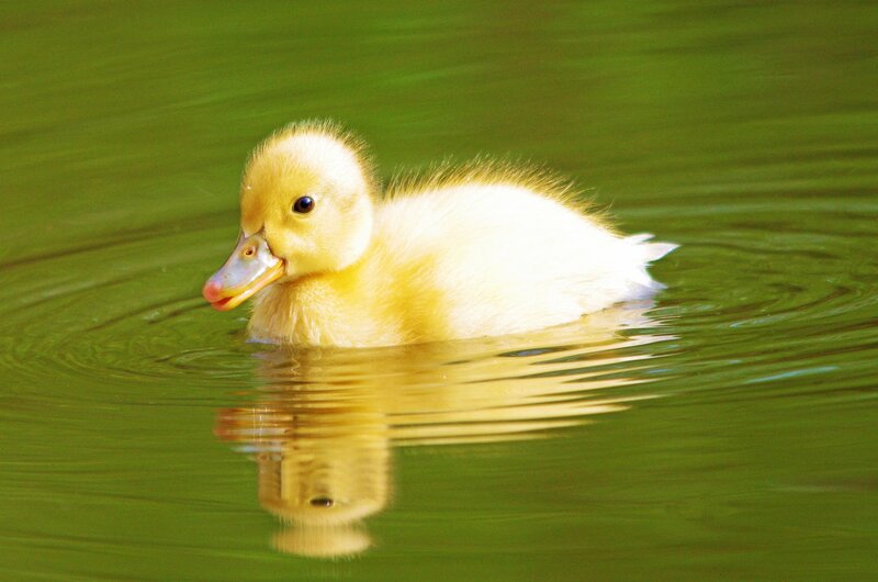 Yellow Duckling Swimming — Green