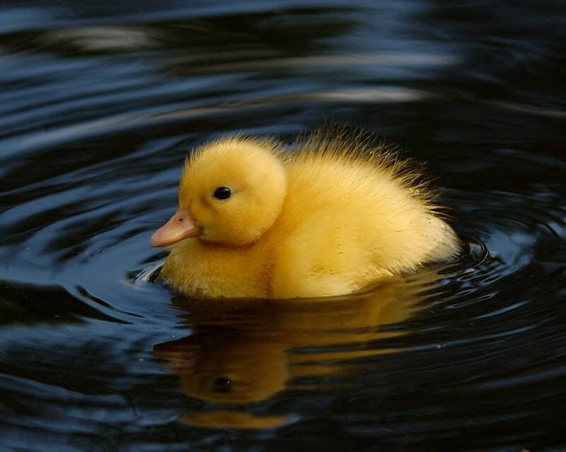Yellow duckling swimming in water