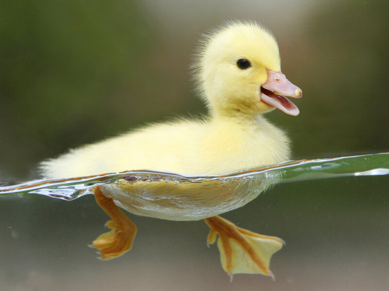 Yellow Duckling Swimming — Playful