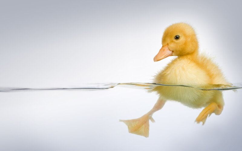 Yellow Duckling Swimming — Serene, Photograph