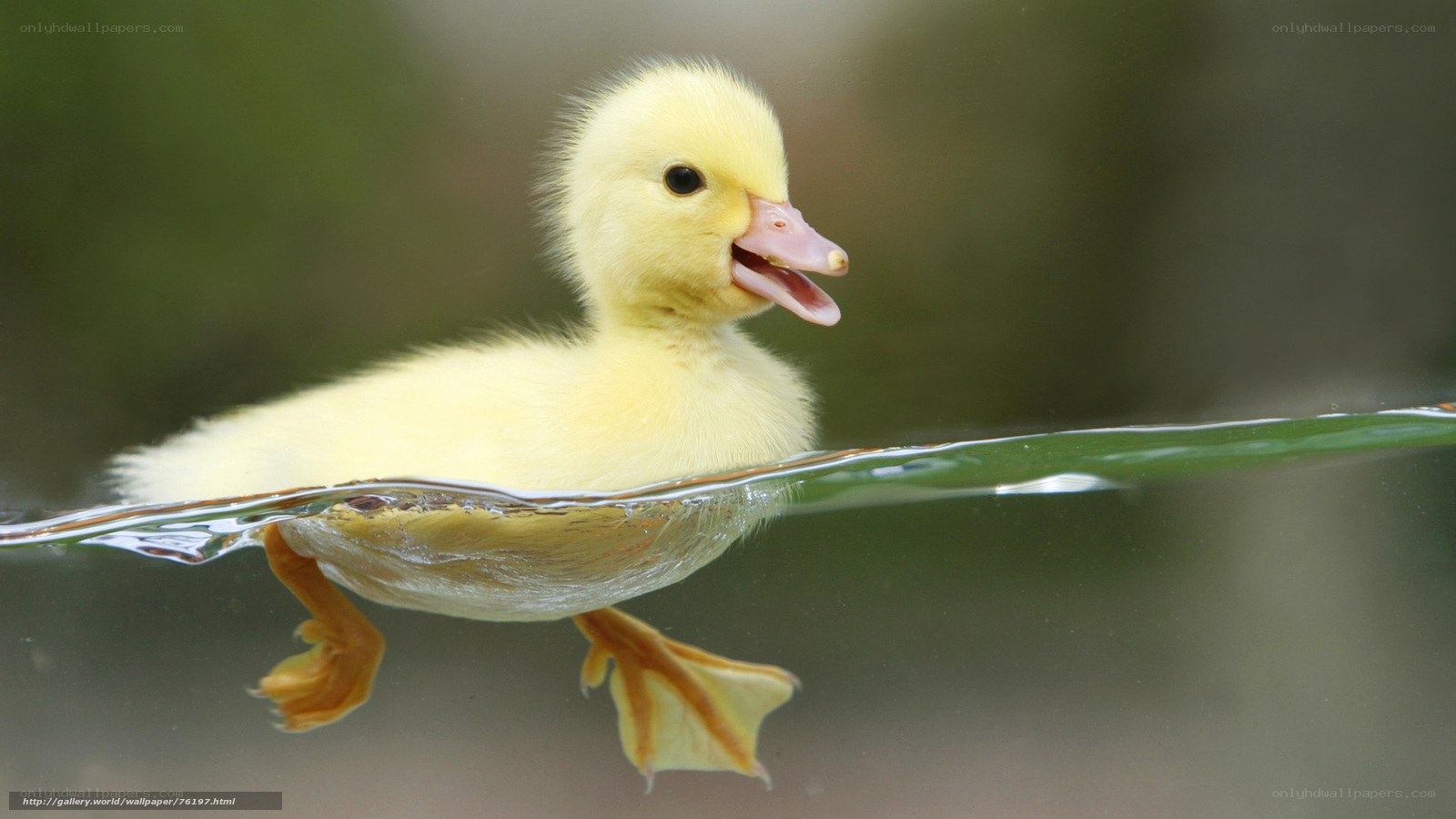 yellow duckling swimming