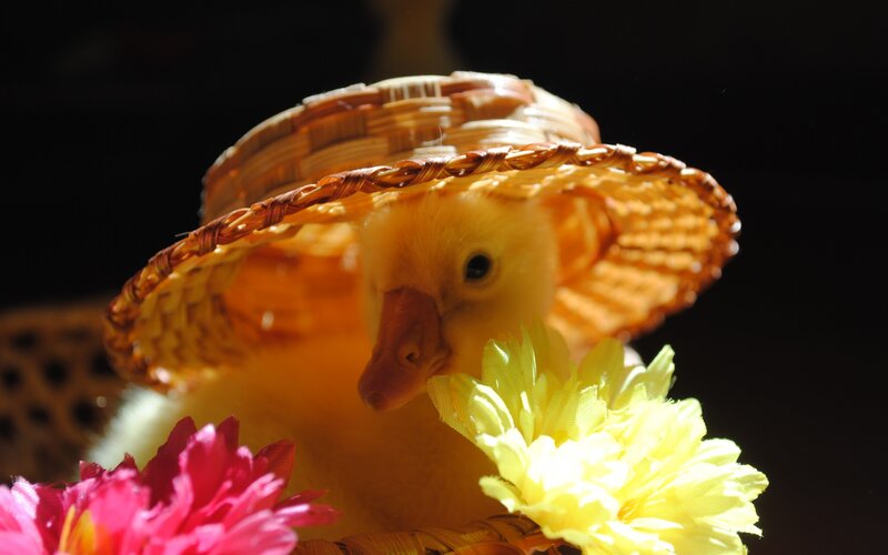 Yellow Duckling Wearing Hat