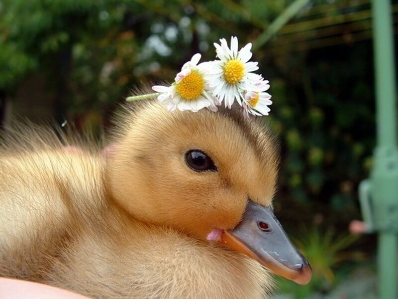 Yellow Duckling with Flowers