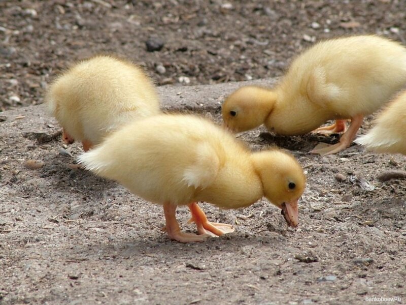 Yellow ducklings foraging