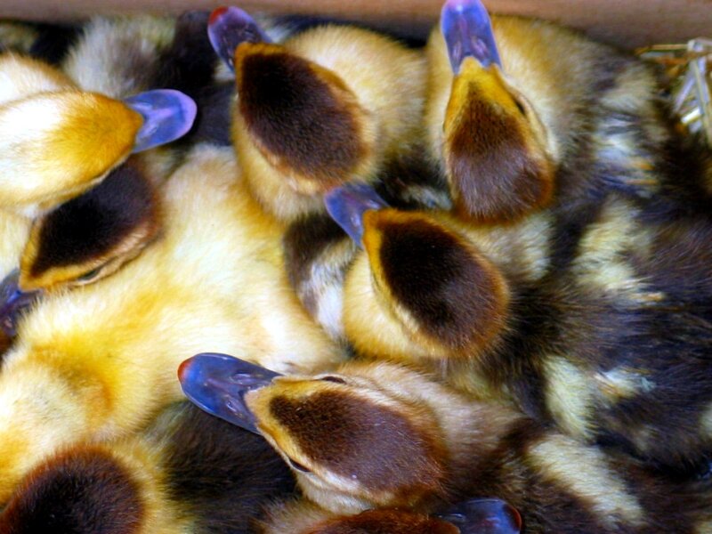Yellow Ducklings Huddled — Calm, Photograph, Ducks