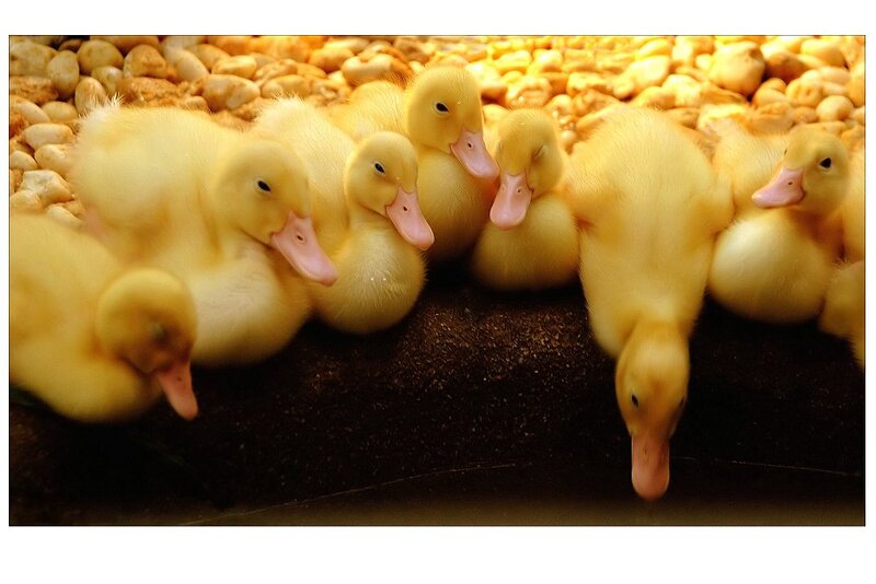 Yellow Ducklings Huddled — Calm, Photograph