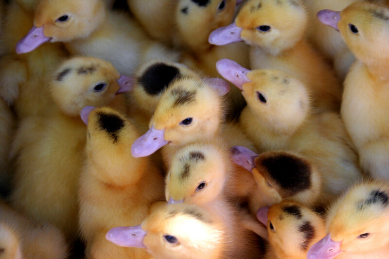Yellow Ducklings Huddled — Calm