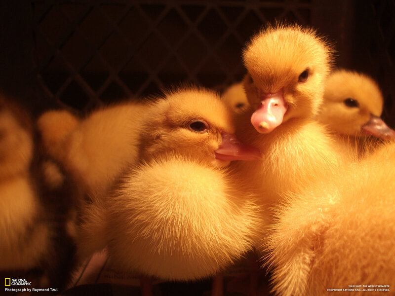 Yellow Ducklings Huddled — Cozy