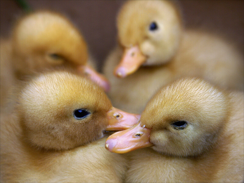 Yellow Ducklings Huddled