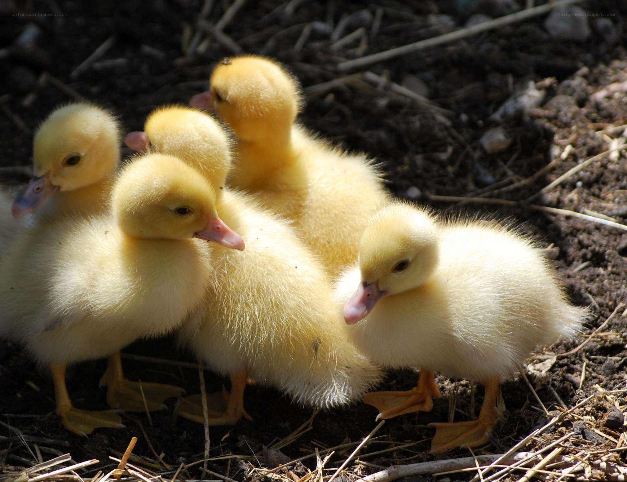 Yellow ducklings huddled together