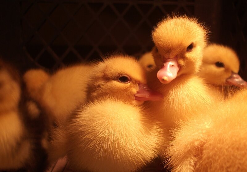 Yellow Ducklings Huddled — Warm