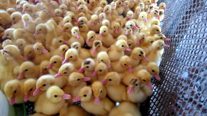 Yellow Ducklings in Cage