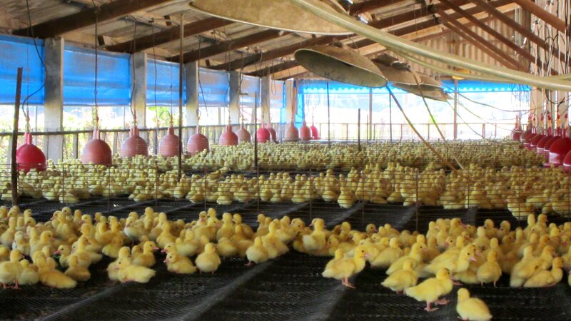 Yellow Ducklings in Coop