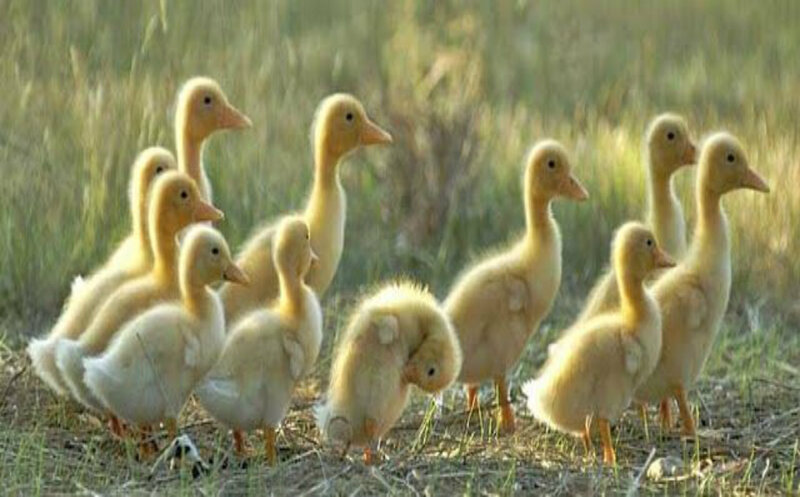 Yellow Ducklings in Field