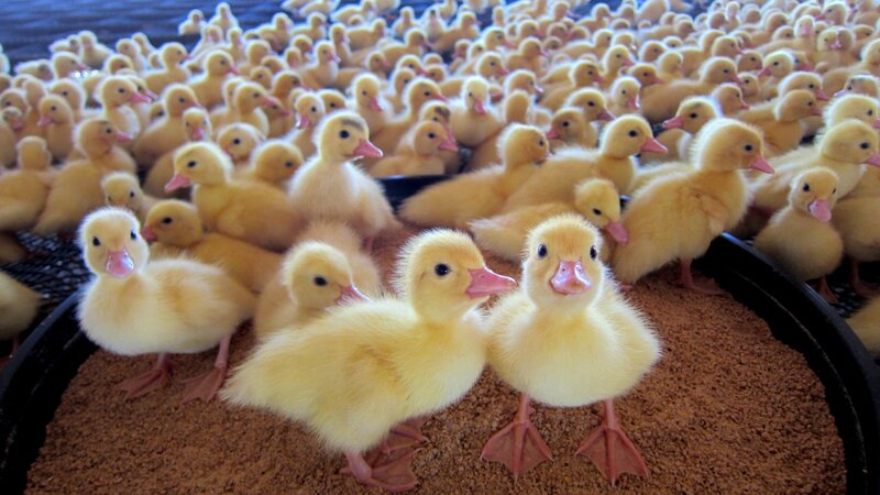 Yellow Ducklings in Pen
