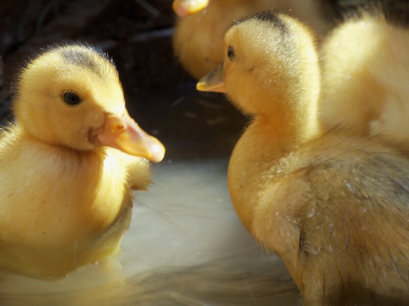 Yellow Ducklings in Water
