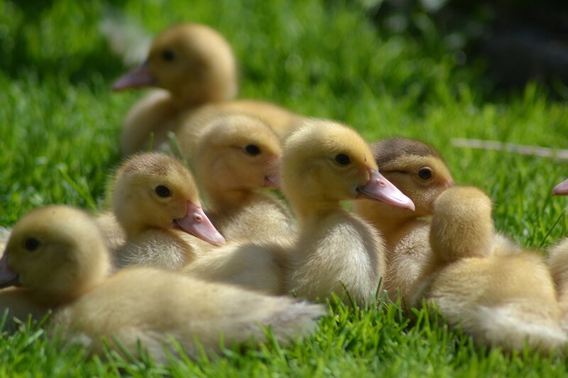 Yellow Ducklings on Grass — Green