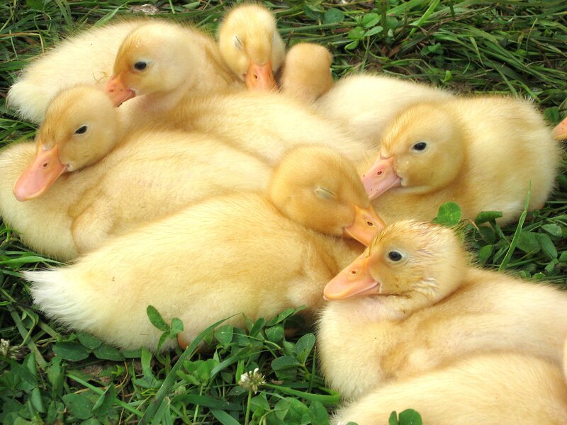 Yellow Ducklings on Grass — Peaceful