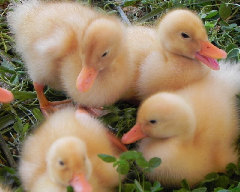 Yellow Ducklings on Grass