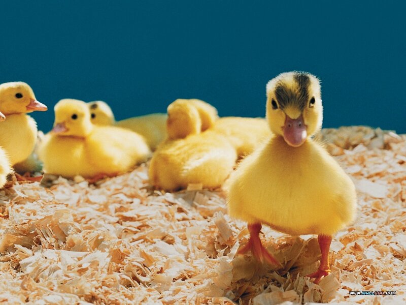 Yellow Ducklings on Wood Chips