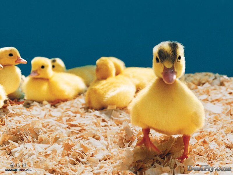 Yellow ducklings on wood shavings