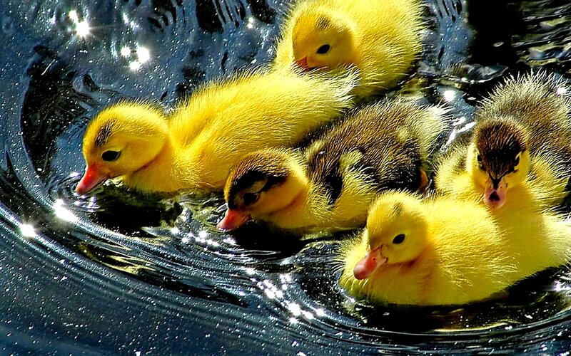 Yellow Ducklings Swimming