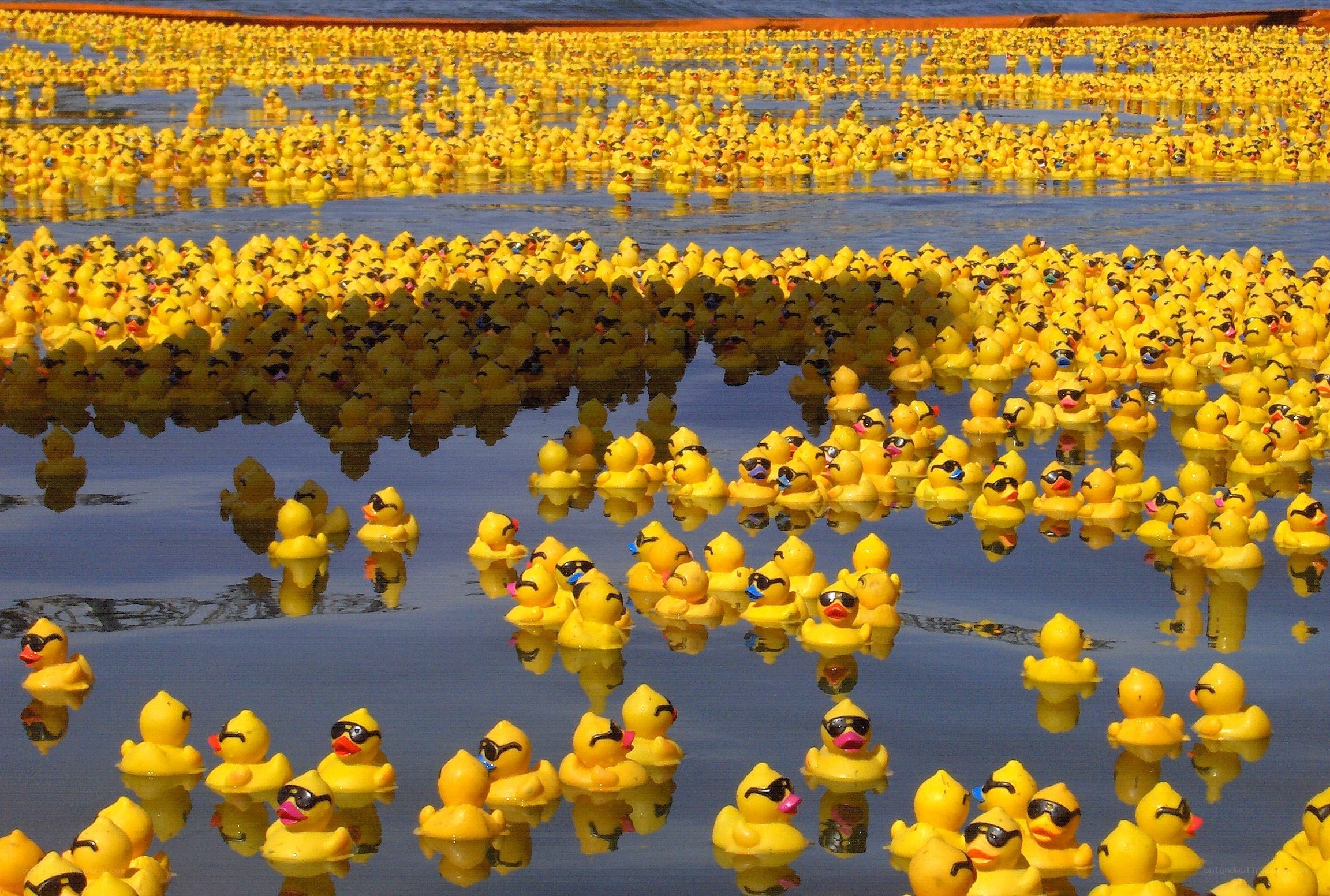 Yellow ducks floating on water
