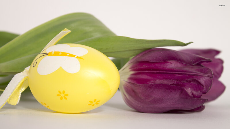 Yellow Egg and Purple Tulip