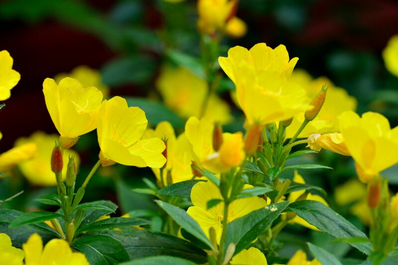Yellow Evening Primrose Flowers — Calm, Photograph