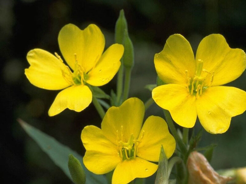 Yellow Evening Primrose Flowers — Calm