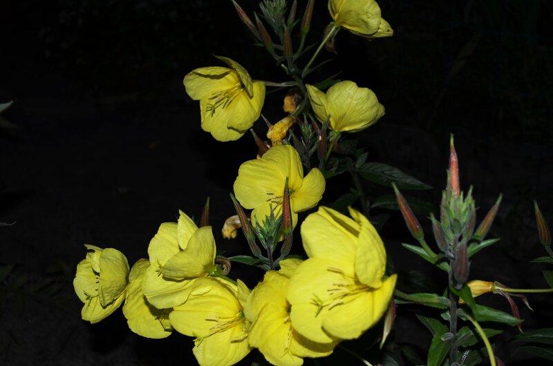 Yellow Evening Primrose Flowers — Dark